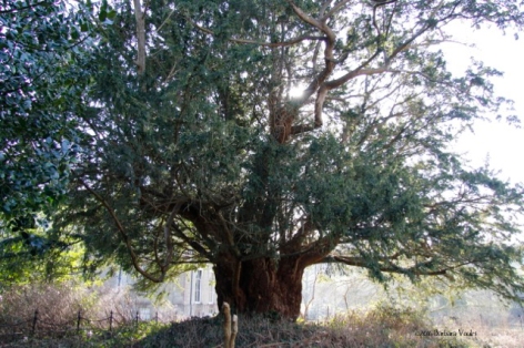 A massive yew in the churchyard at Dinder
